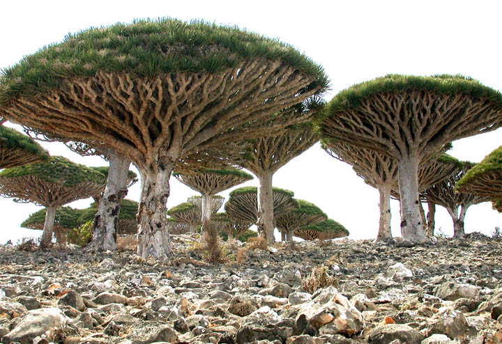 Socotra: The Mysterious Island of the Assyrian Church of the East