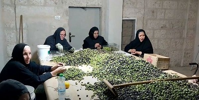 The harvest of olives at the monasteries of the Russian Ecclesiastical Mission in the Holy Land